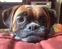17 Reasons Boxer Dogs Are The Worst Indoor Dog Breeds Of All Time
