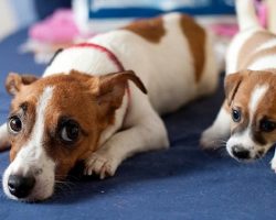 20 Things All Jack Russell Owners Must Never Forget