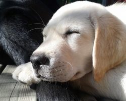 12 Surprising Facts About Labrador Retrievers You Probably Never Knew