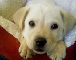 10 Things Only Labrador Owners Know