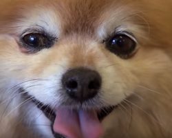 Getting To Know More About Pomeranians