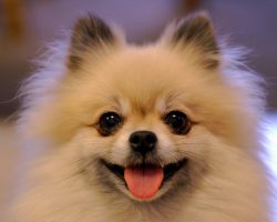 10 Best Pomeranian Dog Names