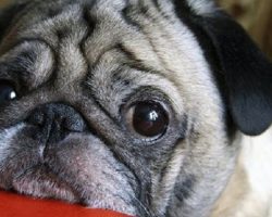 15 Signs You Are A Crazy Pug Person