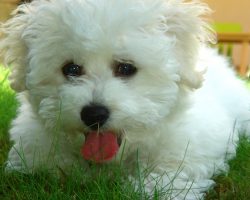 12 Reasons Why You Should Never Own Bichons