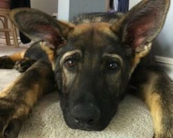 Only German Shepherds! – These 12 Things Will Shock You
