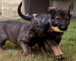 12 Reasons Why You Should Never Own German Shepherds