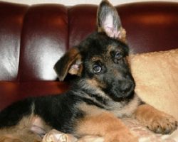 12 Realities That New German Shepherd Owners Must Accept