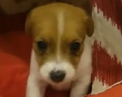 Jack Russell Puppy’s Adorable Bedtime Routine