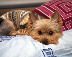 15 Reasons Yorkshire Terriers Are The Worst Indoor Dog Breeds Of All Time