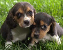 10 Reasons Why You Should NEVER Own A Beagle