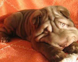 49 Most Popular Shar Pei Dog Names