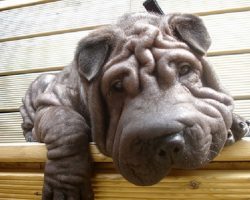 17 Things All Shar Pei Owners Must Never Forget