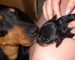 12 Reasons Dachshunds Are The Worst Breed EVER