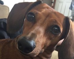 14 Signs You Are A Crazy Dachshund Person