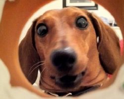 18 Reasons Dachshunds Are The Worst Indoor Dog Breeds Of All Time