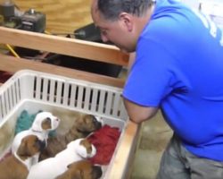Dad begins singing to puppies and in no time mom captures footage that knocks her for a loop