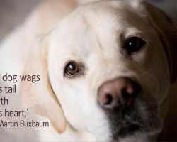 21 Quotes That Will Change The Way You Think About Labradors