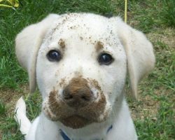 10 Adorable Labrador Retriever Puppies You’ve Ever Seen