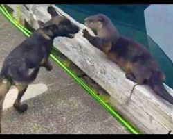 Dog Befriends Otter In A Super Cute Playdate For The Ages