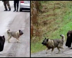 Owners Are Dumbfounded When Dog Returns From Woods With A Playful Black Bear