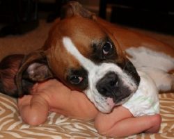 12 Reasons Boxers Are The Worst Breed EVER
