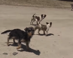Dog Family Dumped In The Desert To Fend For Themselves Stumbles Upon A Helping Hand