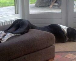 The 10 Most Awkward Great Dane Sleeping Positions