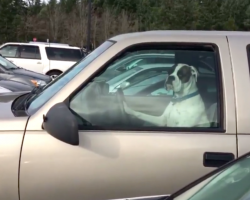 Car Horn Blares Throughout Parking Lot, Man Turns And Sees The Culprit