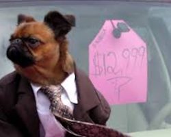 Tiny Dog In Suit Is The Perfect Used Car Salesman