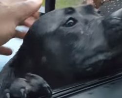 Hungry Pit Bull Approaches A Car, What He Did When Offered Food Is Just Plain Funny