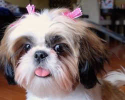 70 Most Popular Shih Tzu Names