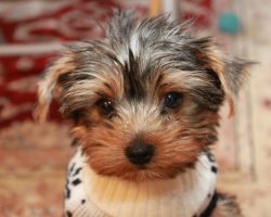 12 Reasons Why You Should Never Own Yorkshire Terriers