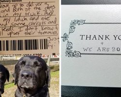 Dogs Steal Mail Carrier’s Lunch— and Make Up for it Adorably