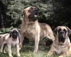 12 Reasons Why You Should Never Own Mastiffs