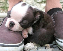 25 Puppies Who Think The Most Comfortable Place To Sleep Is In Some Shoes