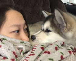 Dogs Waking Up Owners: TRY NOT TO LAUGH.