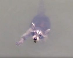 Boaters Heard Baby Raccoon’s Cries And Searched For Hours To Rescue Him