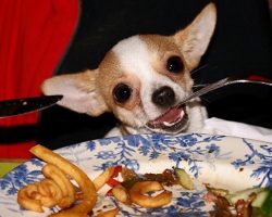 Top 10 Things Chihuahuas Don’t Like