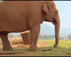It’s A Small World After All – Baby Elephants and Stray Dogs Co-Exist in Magical Refuge