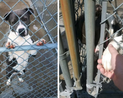 Man Walks Over To The One Quiet Dog In The Shelter, And She Offers Him A Paw