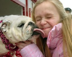 14 Signs You Are A Crazy English Bulldog Person