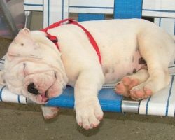 The 10 Most Awkward English Bulldog Sleeping Positions