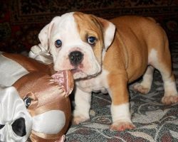 Top 10 Things English Bulldogs Don’t Like