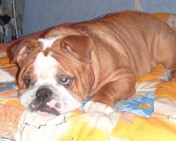 12 Realities That New English Bulldog Owners Must Accept