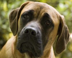 20 Reasons Mastiffs Are Actually The Worst Dogs To Live With