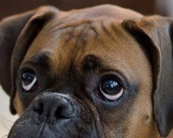 19 Reasons Boxers Are Actually The Worst Dogs To Live With