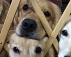 10 Cutest Golden Retrievers You’ve Ever Seen