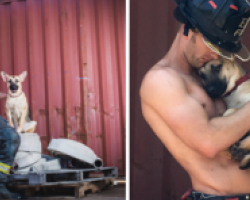 Rescue Dog Was Petrified Of Men Until This Hunky Firefighter Stole Her Heart
