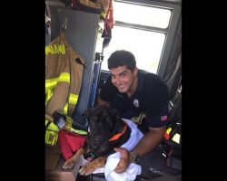 Hunky Miami firefighter rescues senior dog from drowning in bay