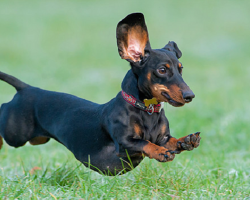 12 Dachshunds Totally Defying The Laws Of Physics
